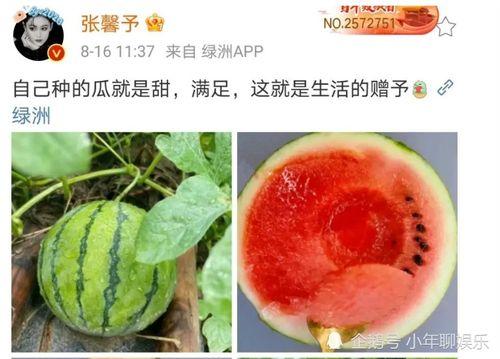 娱乐圈吃瓜哪里好吃,揭秘明星圈中美食地图